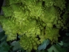 fractal-dinner-3